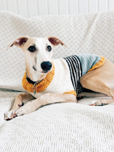 dog in sweater laying on couch