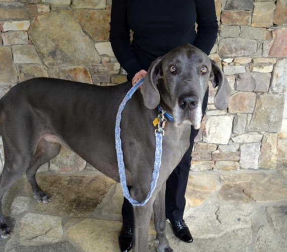 great dane wearing a knitted leash