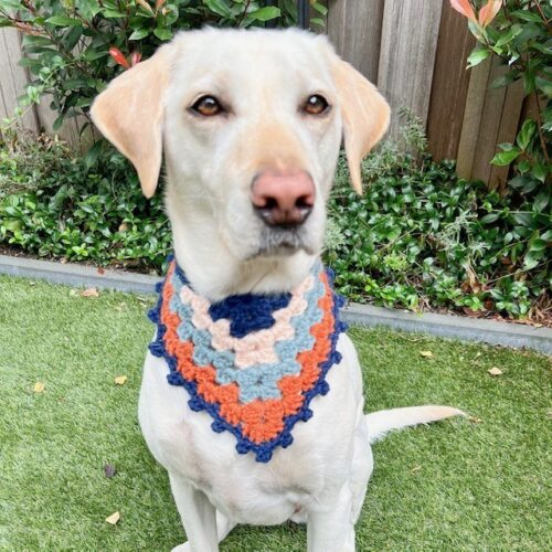 dog with a crocheted bandana